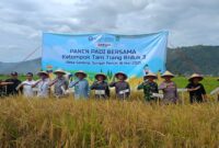 Dandim 0417/Kerinci Dukung Ketahanan Pangan, Pasiter Hadiri Panen Padi di Desa Gedang