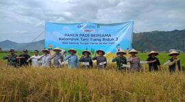 Dandim 0417/Kerinci Dukung Ketahanan Pangan, Pasiter Hadiri Panen Padi di Desa Gedang