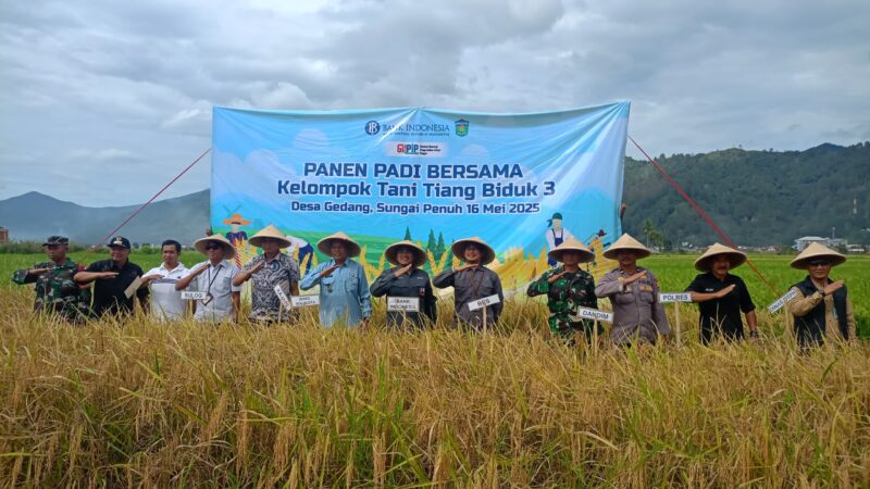 Dandim 0417/Kerinci Dukung Ketahanan Pangan, Pasiter Hadiri Panen Padi di Desa Gedang
