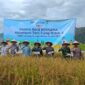 Dandim 0417/Kerinci Dukung Ketahanan Pangan, Pasiter Hadiri Panen Padi di Desa Gedang