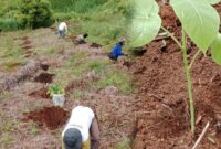 KTNA Sungai Penuh Tanam Ribuan Bibit Terong Belanda di RKE