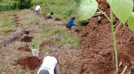 KTNA Sungai Penuh Tanam Ribuan Bibit Terong Belanda di RKE