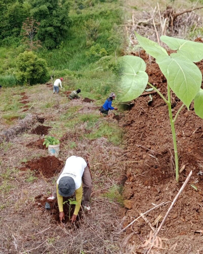KTNA Sungai Penuh Tanam Ribuan Bibit Terong Belanda di RKE