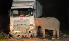 Viral Anak Gajah Mati Tertabrak Truk, Induknya Tak Mau Pergi