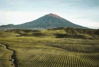 Kebun Teh ( Fhoto RRI )