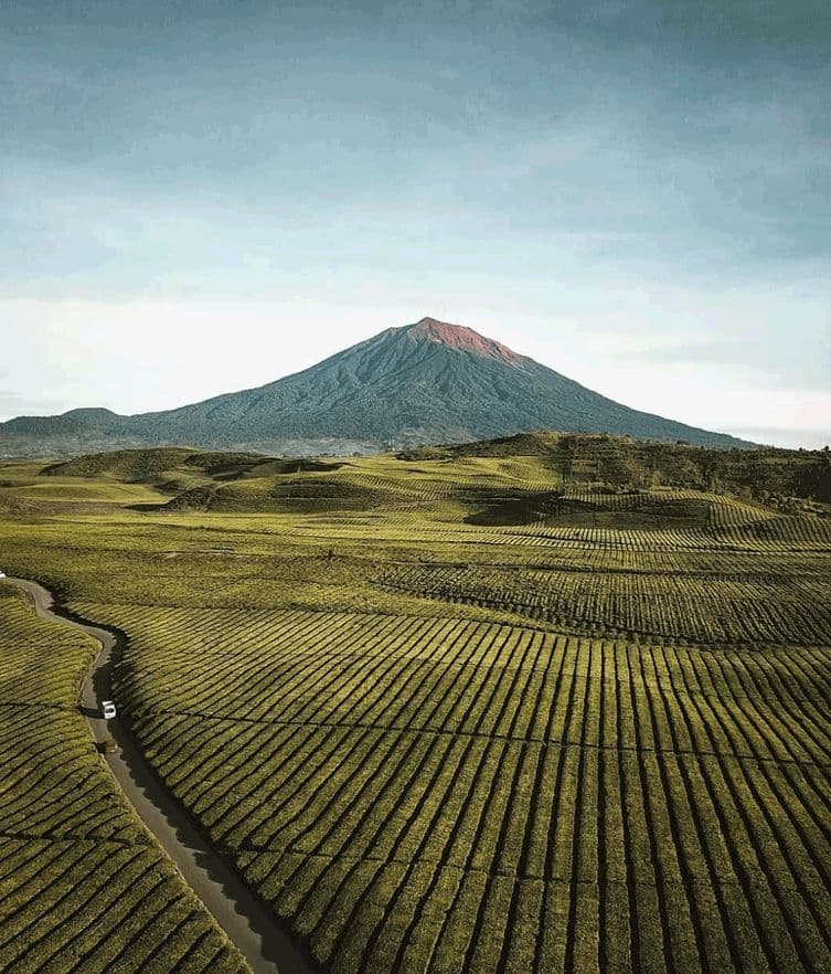 Kebun Teh ( Fhoto RRI )
