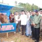 Penyerahan Sapi Qurban Bantuan Presiden RI Secara Simbolis Oleh Bupati Kerinci