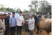 Walikota Alfin,SH Menyerahkan Sapi Kurban Bantuan Presiden RI ke Desa Renah Kayu Embun(RKE)