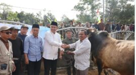 Walikota Alfin,SH Menyerahkan Sapi Kurban Bantuan Presiden RI ke Desa Renah Kayu Embun(RKE)