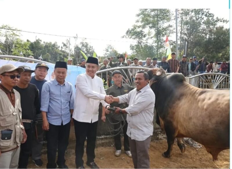 Walikota Alfin,SH Menyerahkan Sapi Kurban Bantuan Presiden RI ke Desa Renah Kayu Embun(RKE)