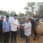 Walikota Alfin,SH Menyerahkan Sapi Kurban Bantuan Presiden RI ke Desa Renah Kayu Embun(RKE)