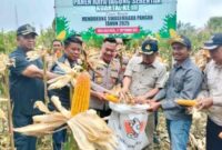 Sekda Kota Sungai Penuh Alpian, SE, MM mewakili Wali Kota menghadiri panen raya jagung serentak Kuartal III di Desa Lolo Kecil, Bukit Kerman, Sabtu (27/9)