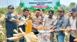 Sekda Kota Sungai Penuh Alpian, SE, MM mewakili Wali Kota menghadiri panen raya jagung serentak Kuartal III di Desa Lolo Kecil, Bukit Kerman, Sabtu (27/9)
