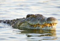 Ilustrasi buaya di sungai. Warga diimbau meningkatkan kewaspadaan saat beraktivitas di perairan Sungai Batang Kuantan menyusul kasus serangan buaya terhadap seorang anak.