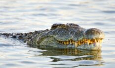 Buaya Serang Bocah 6 Tahun di Sungai Kuantan