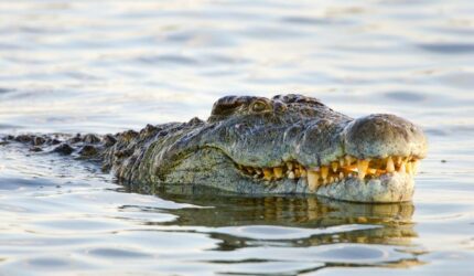 Ilustrasi buaya di perairan sungai yang menjadi habitat satwa liar