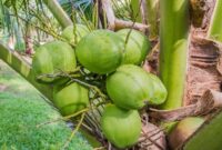 Air kelapa muda kaya elektrolit dan mineral yang baik untuk menjaga hidrasi dan kesehatan tubuh.