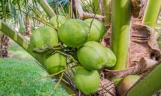 Air Kelapa Muda dan Ragam Manfaatnya