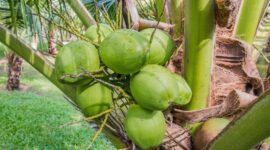 Air kelapa muda kaya elektrolit dan mineral yang baik untuk menjaga hidrasi dan kesehatan tubuh.