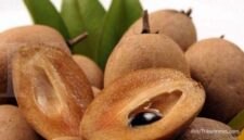 Buah sawo mengandung serat, vitamin, dan antioksidan yang baik untuk kesehatan tubuh.