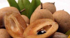 Buah sawo mengandung serat, vitamin, dan antioksidan yang baik untuk kesehatan tubuh.