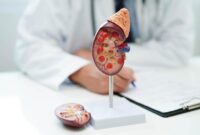 Ilustrasi ginjal manusia yang berperan menyaring darah dan memproduksi hormon penting bagi tubuh.