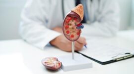 Ilustrasi ginjal manusia yang berperan menyaring darah dan memproduksi hormon penting bagi tubuh.