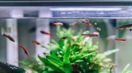 Berbagai jenis ikan hias seperti guppy, cupang, dan neon tetra yang mudah dirawat untuk hobi santai pensiunan.