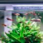 Berbagai jenis ikan hias seperti guppy, cupang, dan neon tetra yang mudah dirawat untuk hobi santai pensiunan.