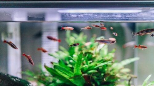 Berbagai jenis ikan hias seperti guppy, cupang, dan neon tetra yang mudah dirawat untuk hobi santai pensiunan.