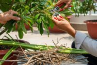 Proses pemangkasan pohon kelengkeng untuk merangsang pertumbuhan bunga dan buah.