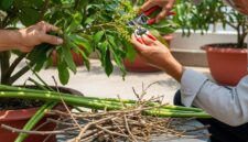 Proses pemangkasan pohon kelengkeng untuk merangsang pertumbuhan bunga dan buah.