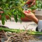 Proses pemangkasan pohon kelengkeng untuk merangsang pertumbuhan bunga dan buah.