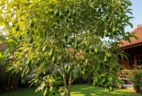 Pohon alpukat berbuah lebat setelah mendapatkan perawatan dan pemupukan yang tepat.