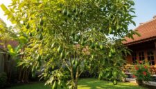 Pohon alpukat berbuah lebat setelah mendapatkan perawatan dan pemupukan yang tepat.