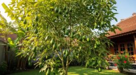 Pohon alpukat berbuah lebat setelah mendapatkan perawatan dan pemupukan yang tepat.