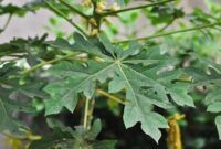 Gambar daun pepaya yang masih segar tumbuh di pohon sebagai bahan alami untuk kesehatan.