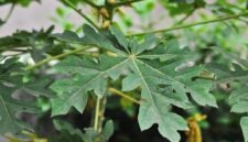 Gambar daun pepaya yang masih segar tumbuh di pohon sebagai bahan alami untuk kesehatan.