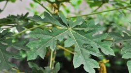 Gambar daun pepaya yang masih segar tumbuh di pohon sebagai bahan alami untuk kesehatan.