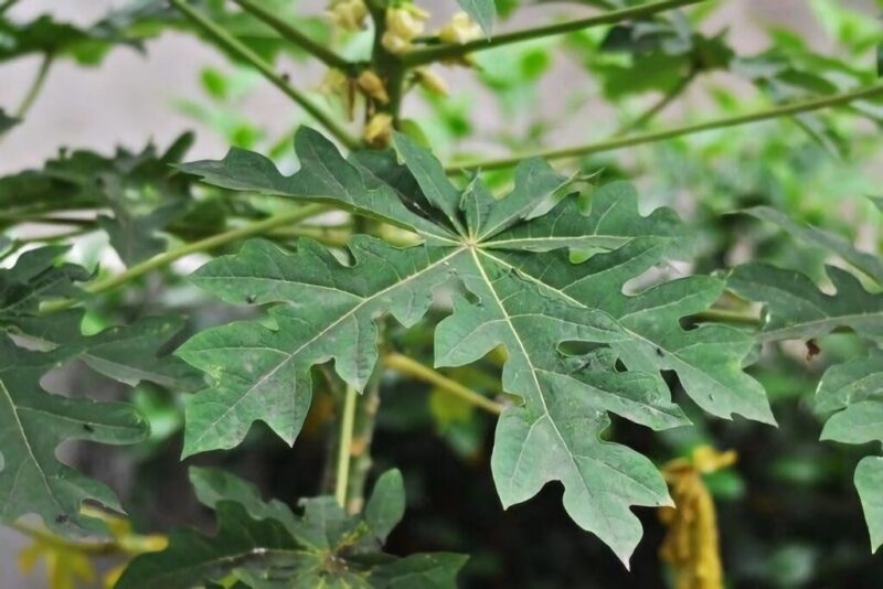 Gambar daun pepaya yang masih segar tumbuh di pohon sebagai bahan alami untuk kesehatan.