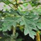 Gambar daun pepaya yang masih segar tumbuh di pohon sebagai bahan alami untuk kesehatan.