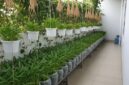 Berbagai ide kebun kangkung gantung yang memanfaatkan ruang vertikal di halaman rumah sempit.
