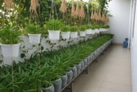 Berbagai ide kebun kangkung gantung yang memanfaatkan ruang vertikal di halaman rumah sempit.