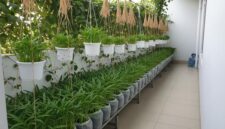 Berbagai ide kebun kangkung gantung yang memanfaatkan ruang vertikal di halaman rumah sempit.