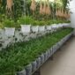 Berbagai ide kebun kangkung gantung yang memanfaatkan ruang vertikal di halaman rumah sempit.