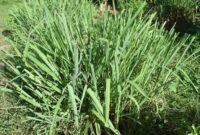 Daun sereh segar yang dikenal memiliki berbagai manfaat untuk kesehatan tubuh

Deskripsi Foto:
