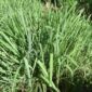 Daun sereh segar yang dikenal memiliki berbagai manfaat untuk kesehatan tubuh

Deskripsi Foto: