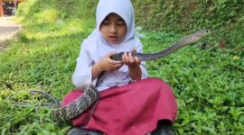 Caca, siswi SD asal Cianjur, terlihat santai bermain dengan ular King Koros peliharaannya yang tidak berbisa.