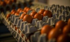 Telur Omega-3 dan Kolesterol Ini Fakta Sebenarnya