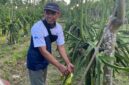 Petani Kelompok Tani Sinar Cabe memanen buah naga organik di Sumbermulyo, Banyuwangi, yang berhasil menembus pasar ekspor.(Foto : KOMPAS.com/ Zintan Prihatini)